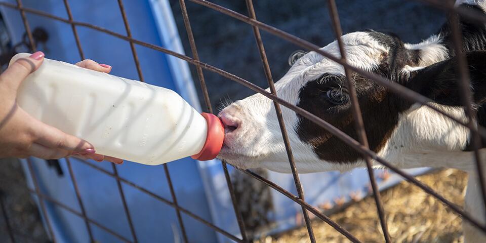 Dairy Nutrition for Udder Success Certificate