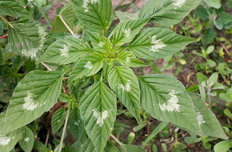 Illinois study advances possibility of genetic control for major agricultural weeds Illinois study advances possibility of genetic control for major agricultural weeds